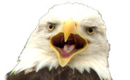 team logo for Freedom (North American Team)